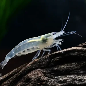 Weiße Amanogarnele, Algengarnele "Snow white" (Caridina multidentata) - Größe "XL" Schneller Versand